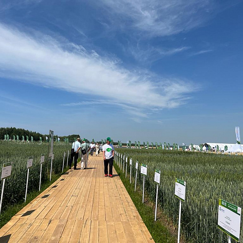 «Павловская нива» представила высокопродуктивные сорта на Всероссийском Дне поля
