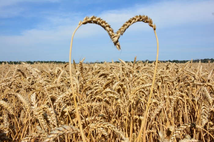 4 сорта озимой пшеницы из портфеля «Павловской нивы» вошли в ТОП-5 по объемам сева в России