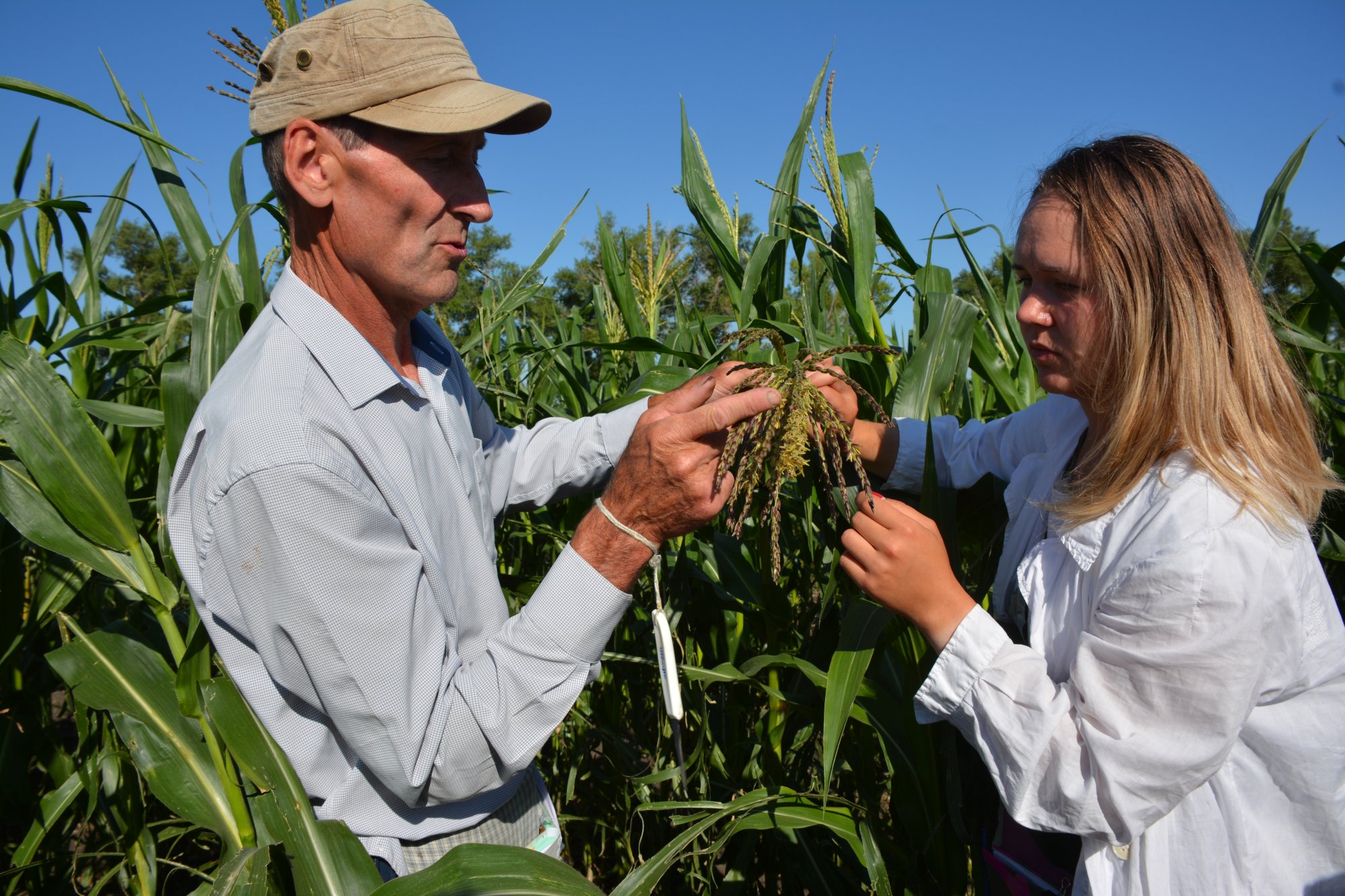 Агрофирма Павловская нива начала собственную селекционную программу по кукурузе