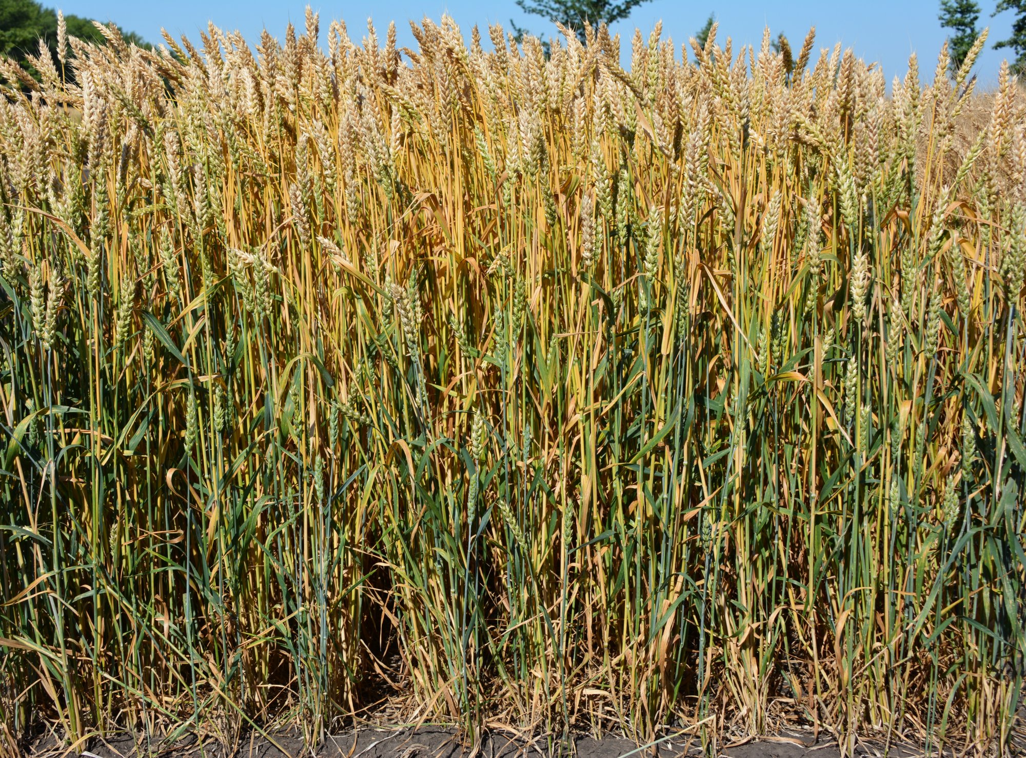 Снигурка: выбираем сорта озимой пшеницы вместе с главным агрономом-семеноводом агрофирмы Павловская нива Алексеем Кортуновым