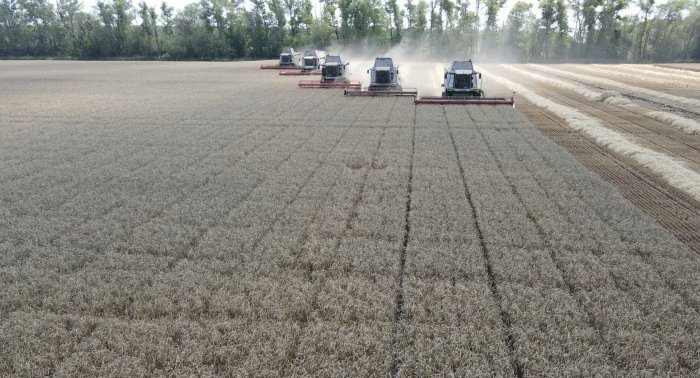 В агрофирме Павловская нива перешагнули рубеж в 150 тысяч тонн зерна