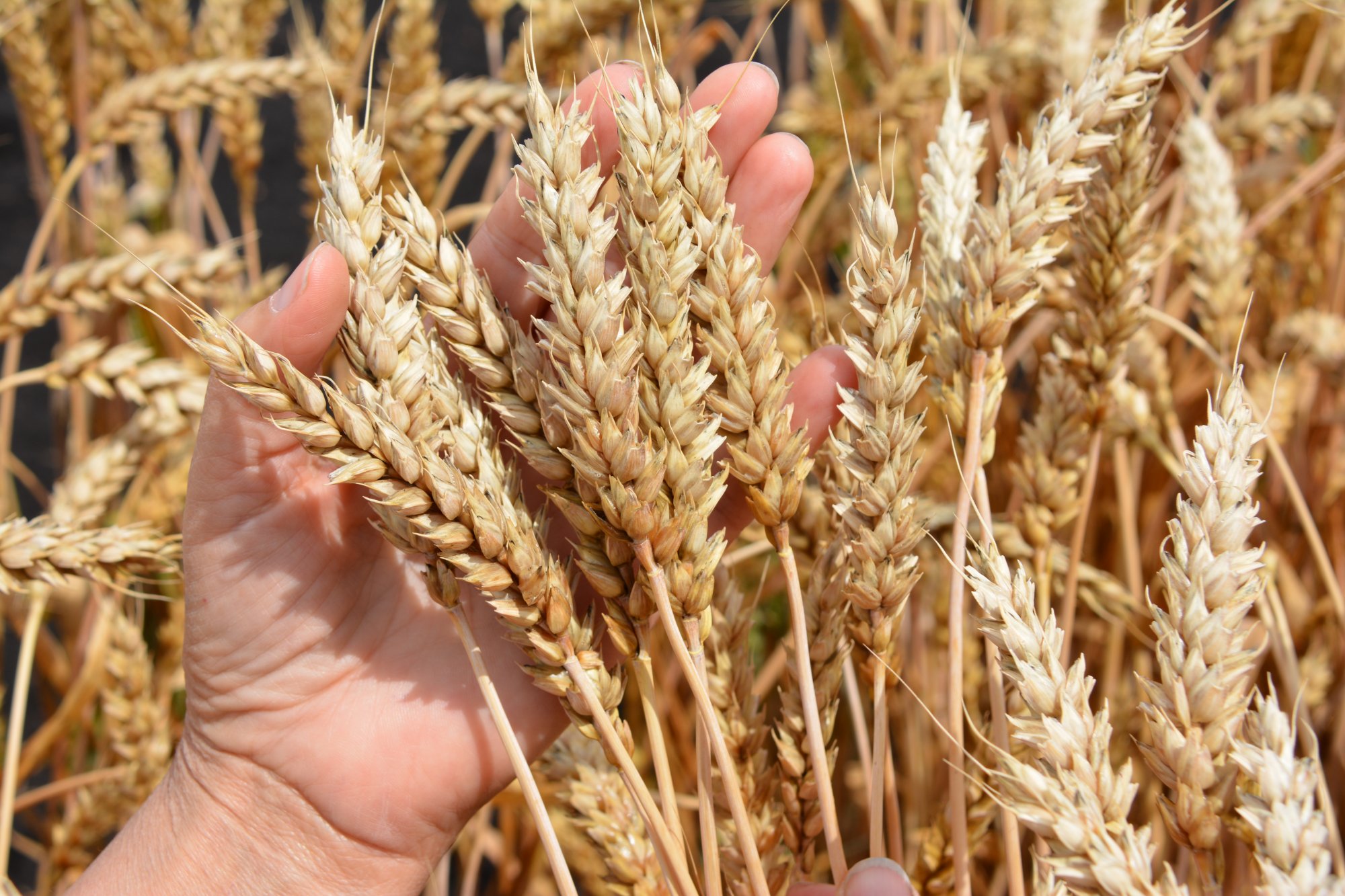 Специальный обзор сортов яровой пшеницы и ячменя, выращиваемых в сотрудничестве с SECOBRA RECHERCHES 