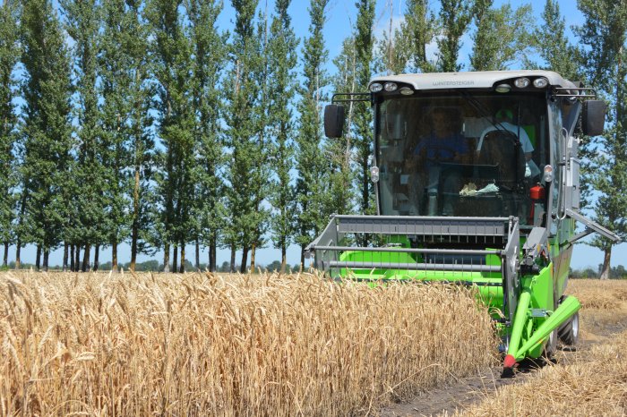 В селекцентре «Павловской нивы» стартовала уборка селекционных и семеноводческих посевов озимой пшеницы