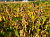 СК Фарта